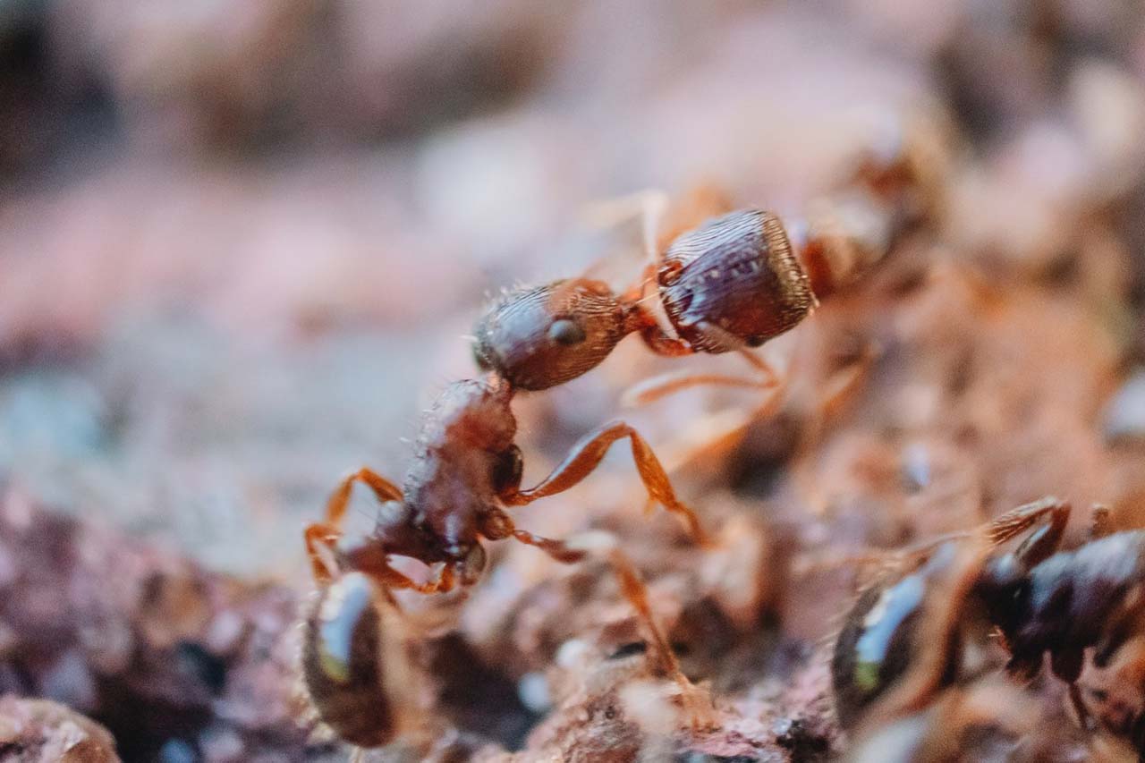 The Secret to Keeping Ants Out Of Your Westchester County Yard