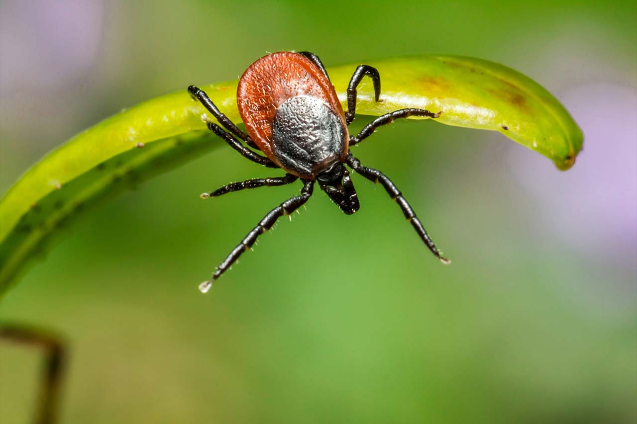What The Pros Have To Say About Effective Tick Control For Your Westchester County Lawn