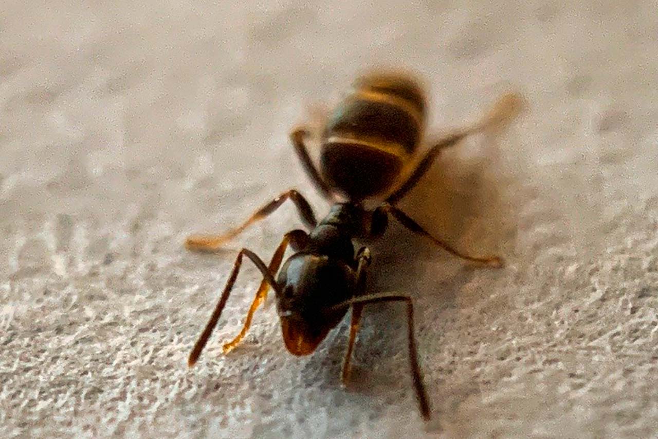 What You Should Know If You See Signs Of Carpenter Ants Around Your Bronx Home