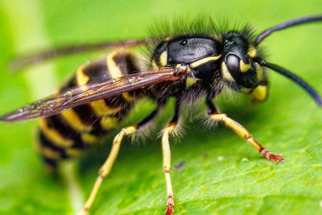 How Do I Keep Yellow Jackets Out Of My Bronx Yard?