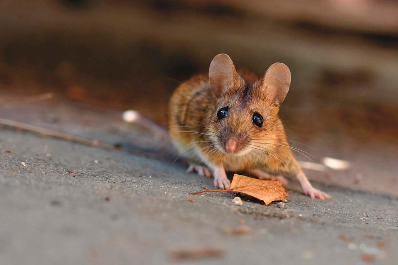Why Do I Have Mice In My Bronx Home?