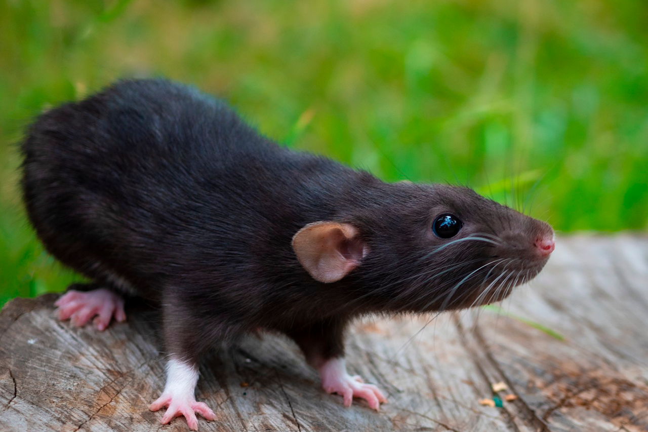 A Handy Guide To Keeping Rats Out Of Your Bronx Home