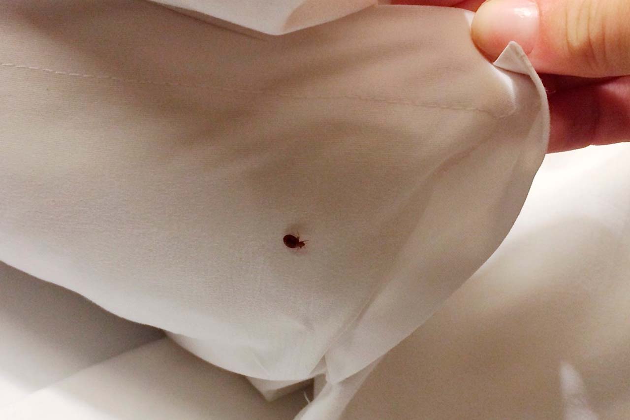 How Do Bed Bugs Get Into Bronx Homes?