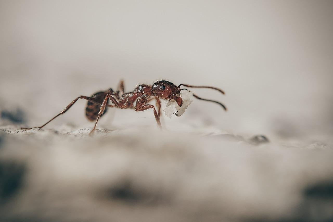 Why Ants Invade Bronx Homes And What To Do About It  