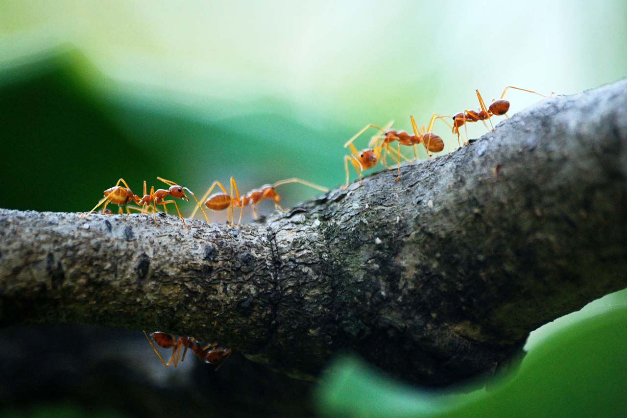 Everything You Should Know About Ant Control In The Bronx