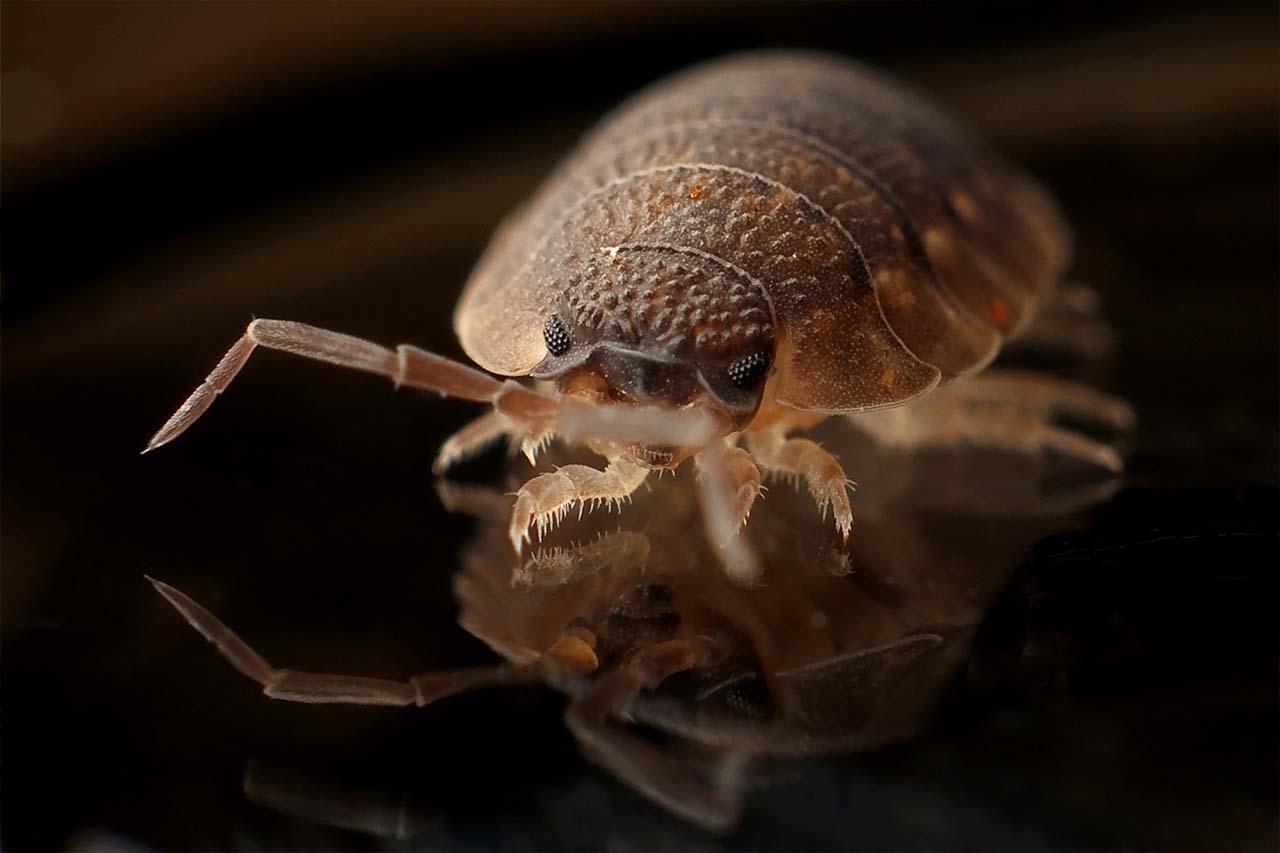 The Trick To Getting Rid Of Bed Bugs In Bronx, NY Homes