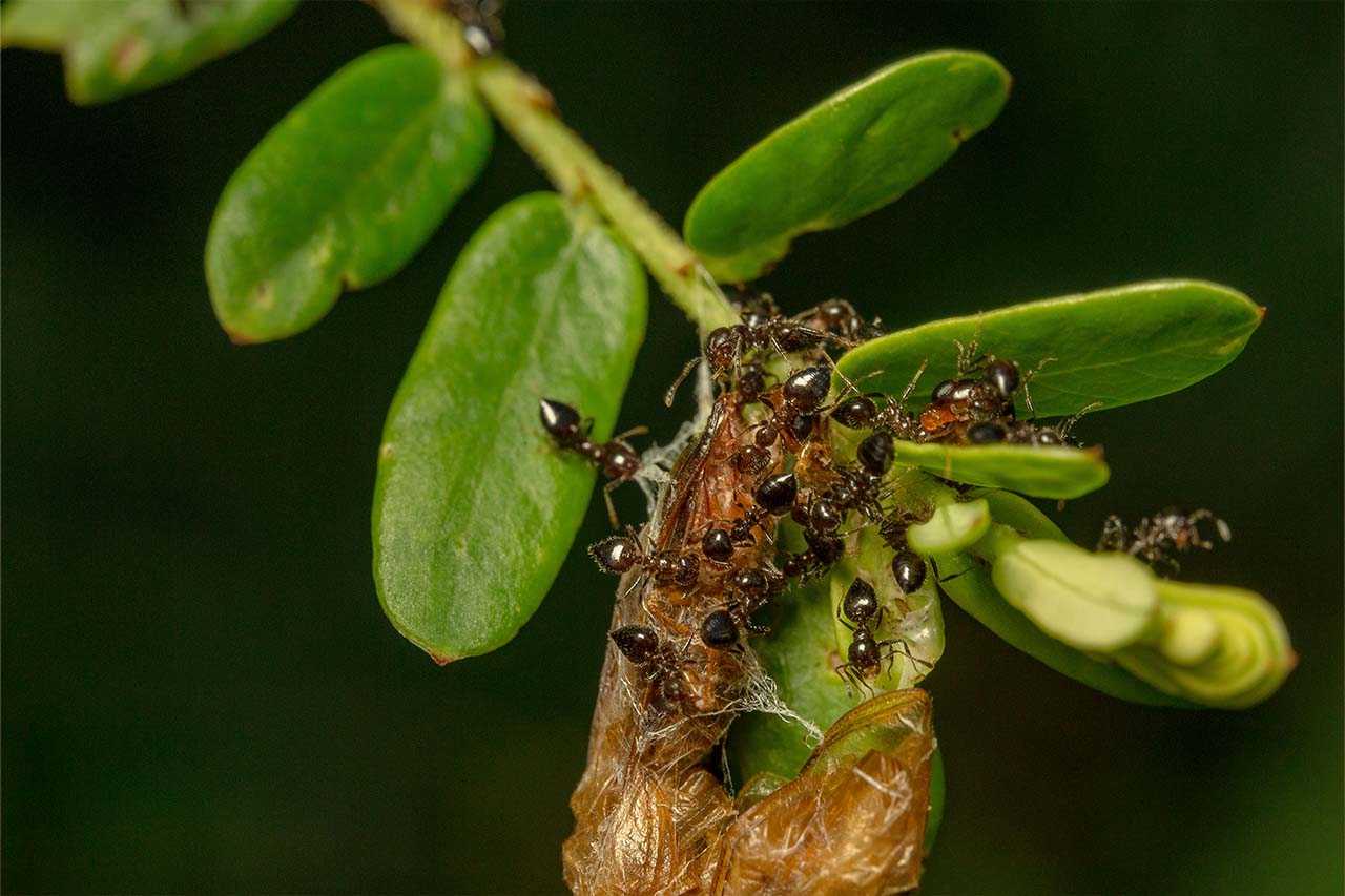 Why Carpenter Ants Love To Invade Bronx Properties