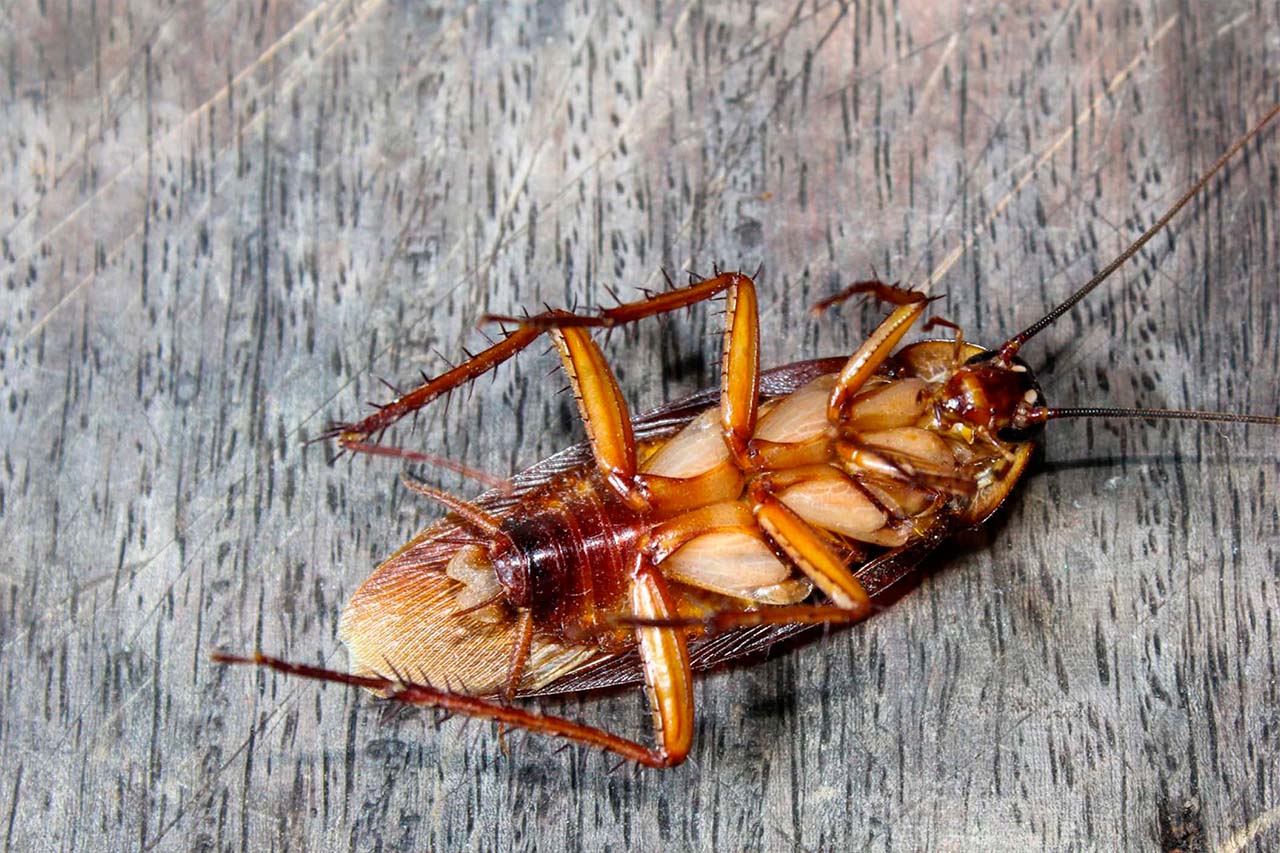 A Handy Guide To Effective Cockroach Control For Bronx Property Owners