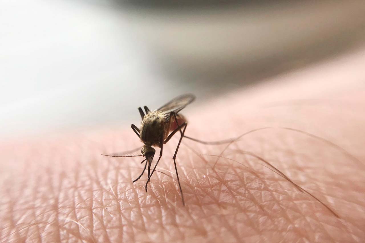 Why Pro Mosquito Control Is The Way To Go For Your Bronx Property