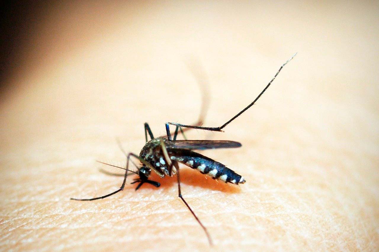 The Trick To Effective Mosquito Control For Your Bronx Property