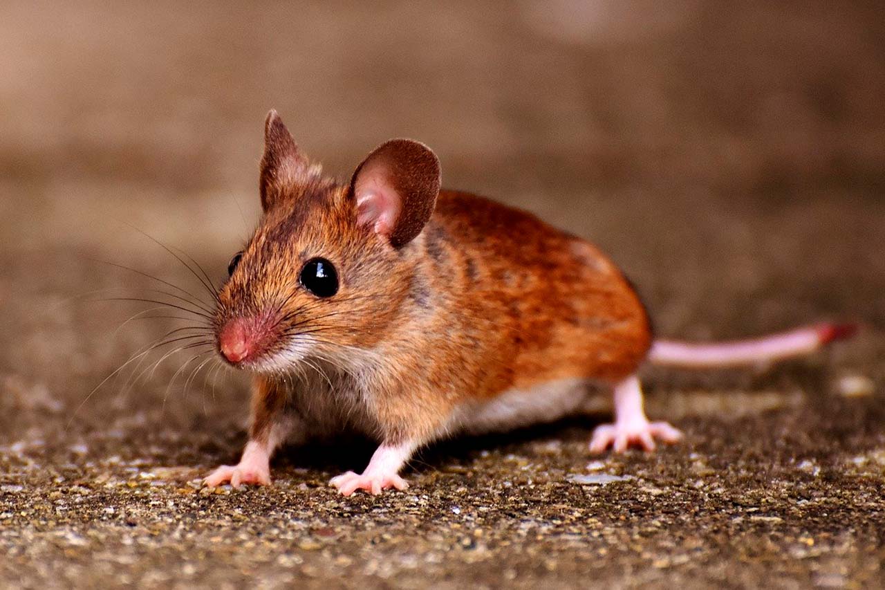 The Problem With Do-It-Yourself Rodent Control In Your Bronx Home