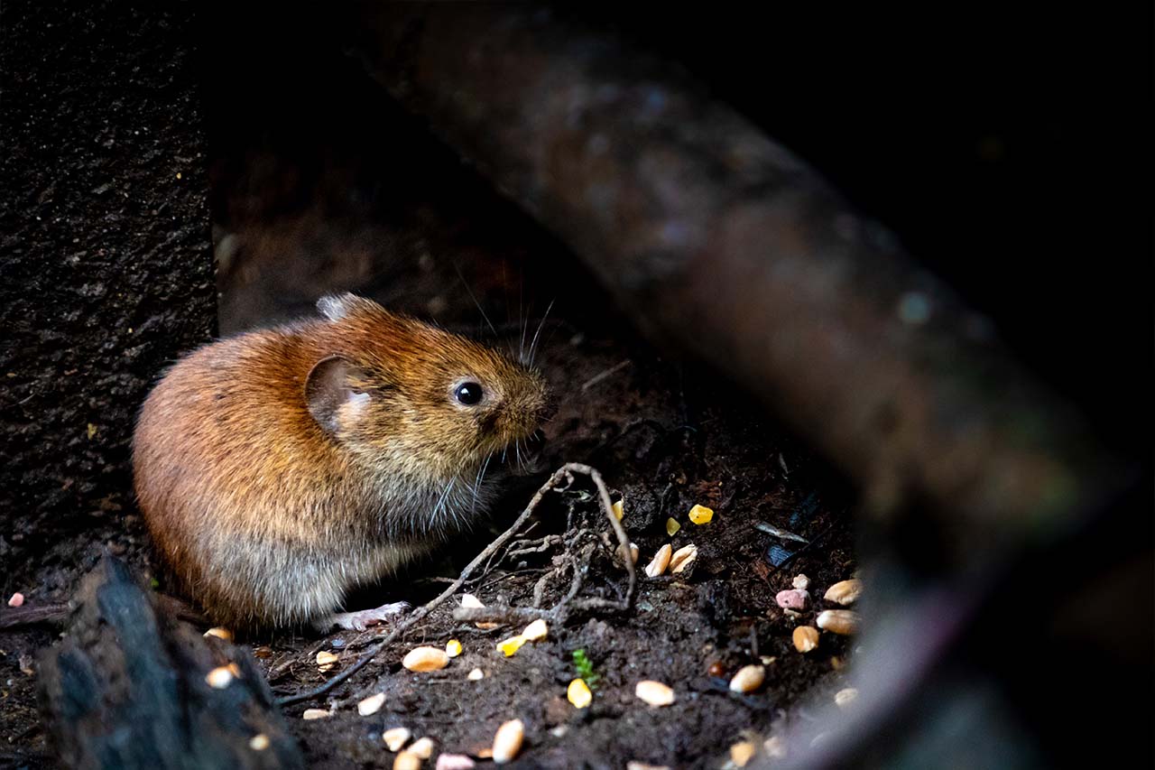 The Key To Effective Rodent Control In Bronx Homes