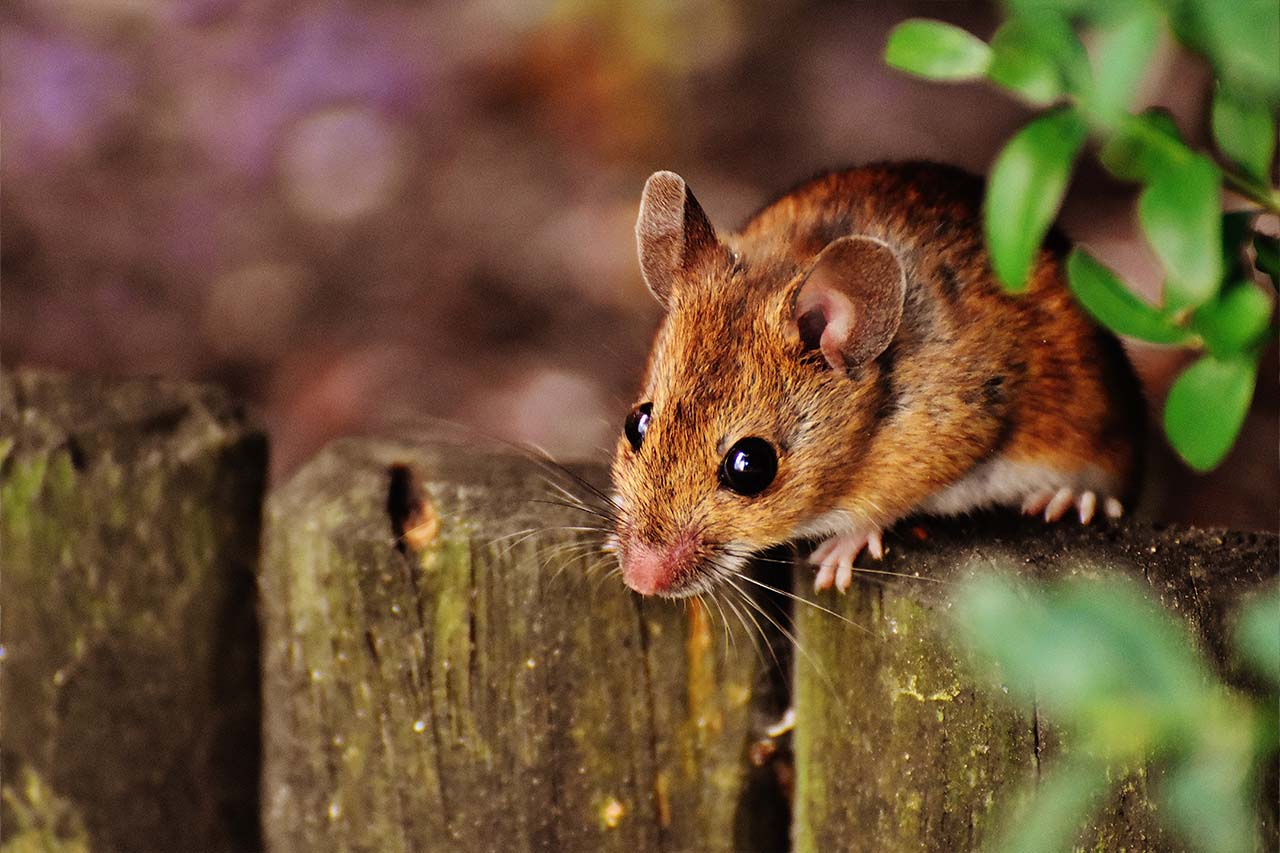 Help! I Can’t Keep Mice Out Of My Home In The Bronx