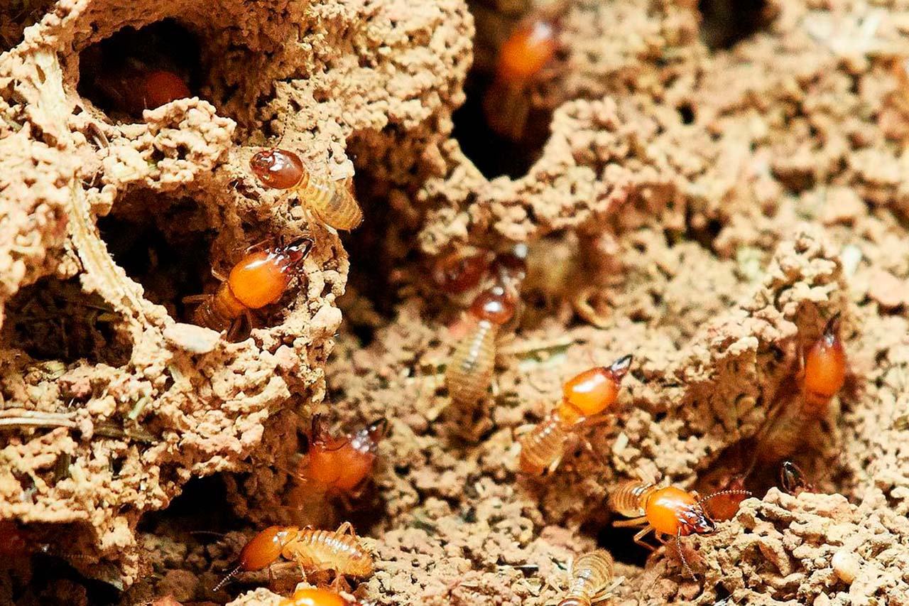 Four Simple Tricks To Keep Termites Away From Your Bronx Home