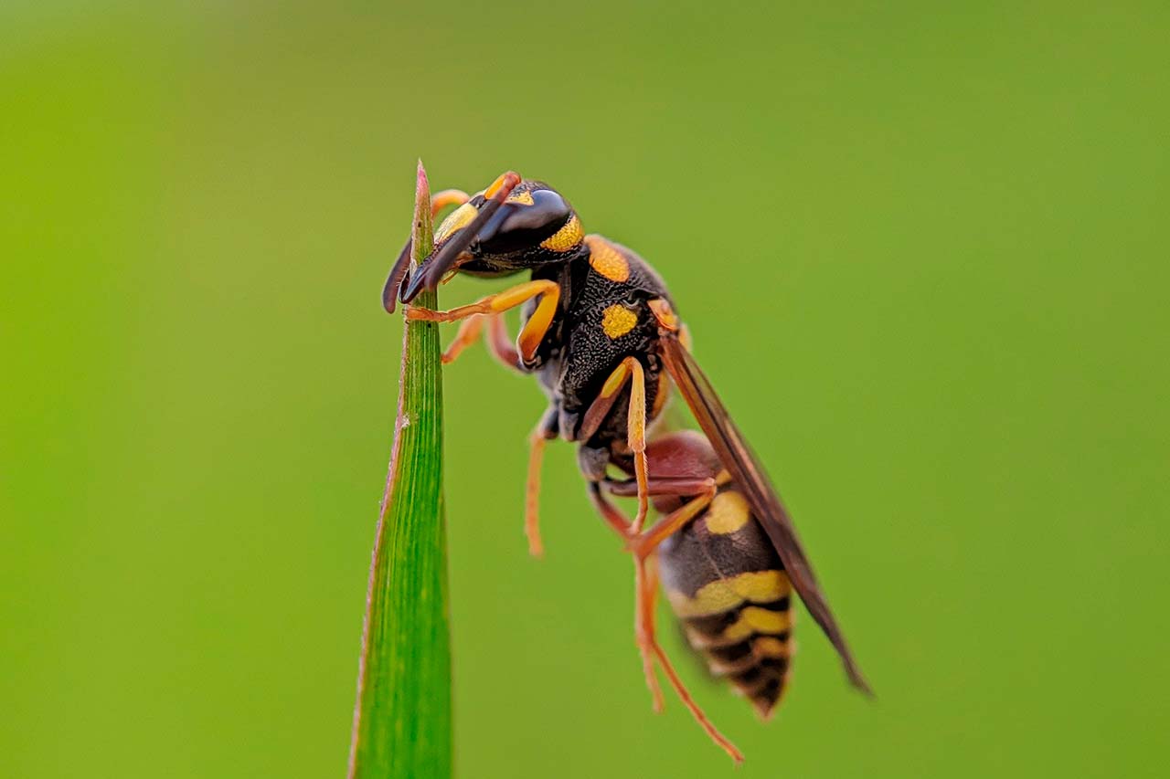How To Keep Wasps Away From Your Bronx, NY Yard